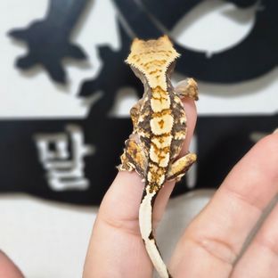 노멀 트라이