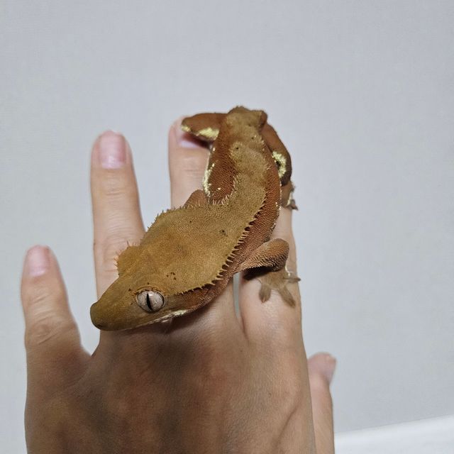 팬텀 레드