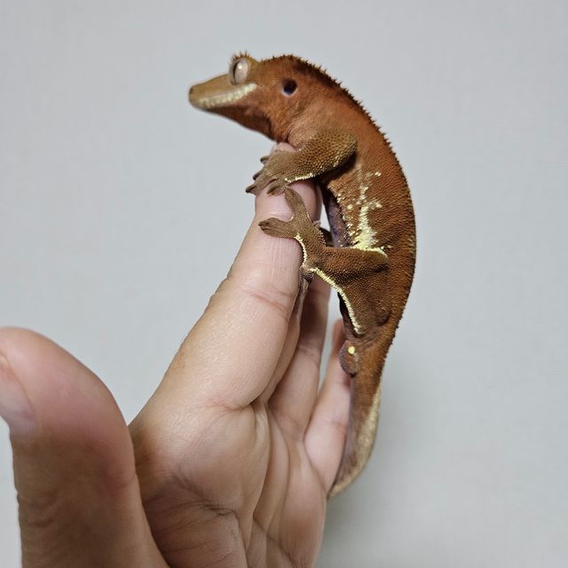 팬텀 레드
