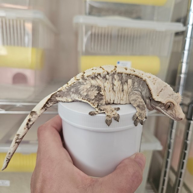 노멀 트라이 익스트림할리퀸