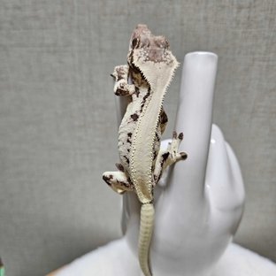 릴리 세이블 풀핀