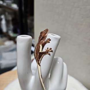 릴리화이트 팬텀 레드