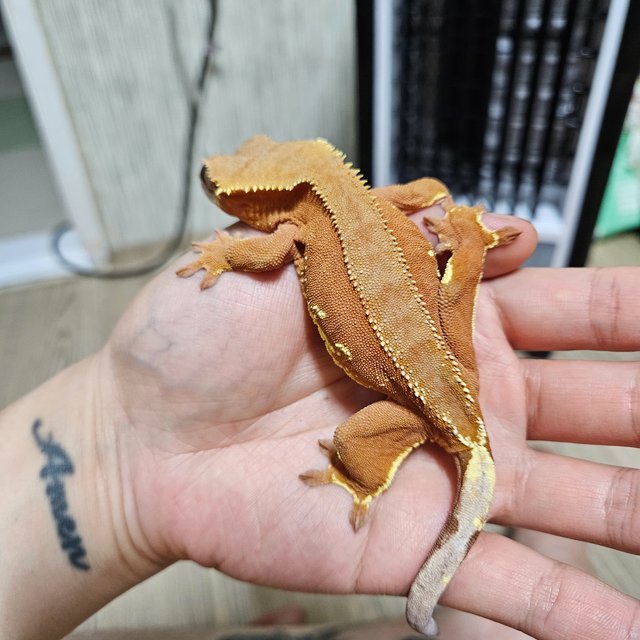 바이 레드 화이트포트홀