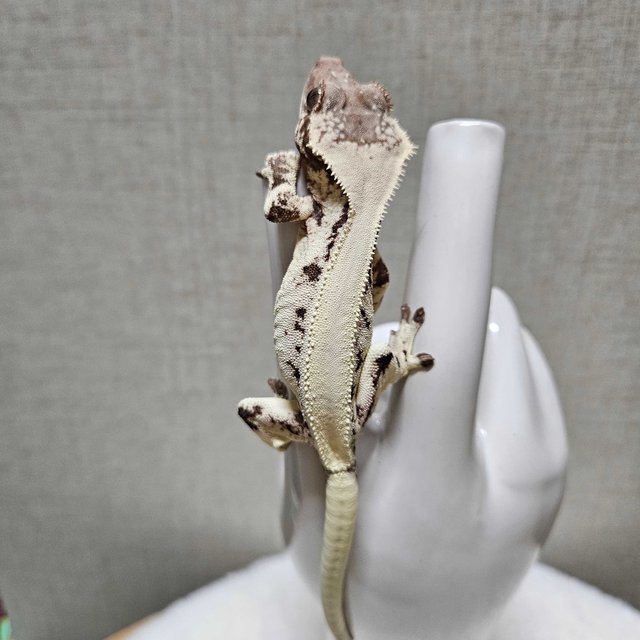 릴리 세이블 풀핀