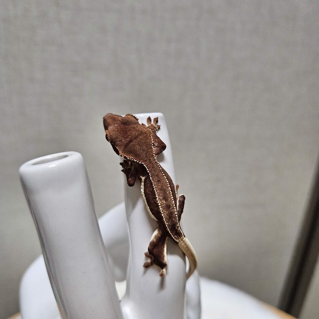 릴리화이트 팬텀 레드