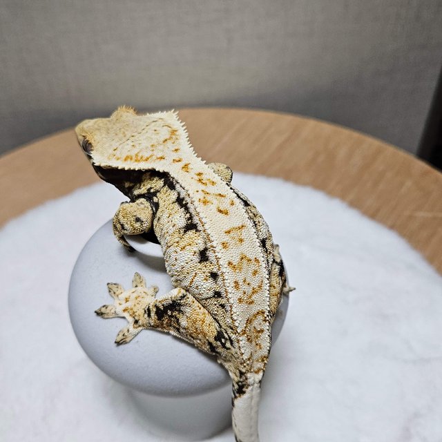 트라이 풀핀 화이트스팟 드리피 익스트림할리퀸