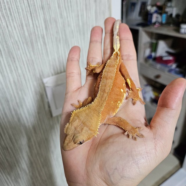 바이 레드 화이트포트홀