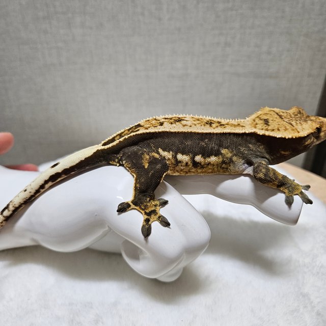 노멀 트라이 풀핀 쿼드