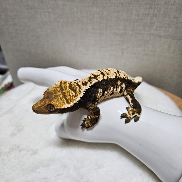 트라이 익스트림할리퀸 블랙