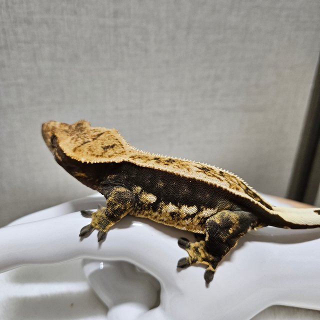 노멀 트라이 풀핀 쿼드