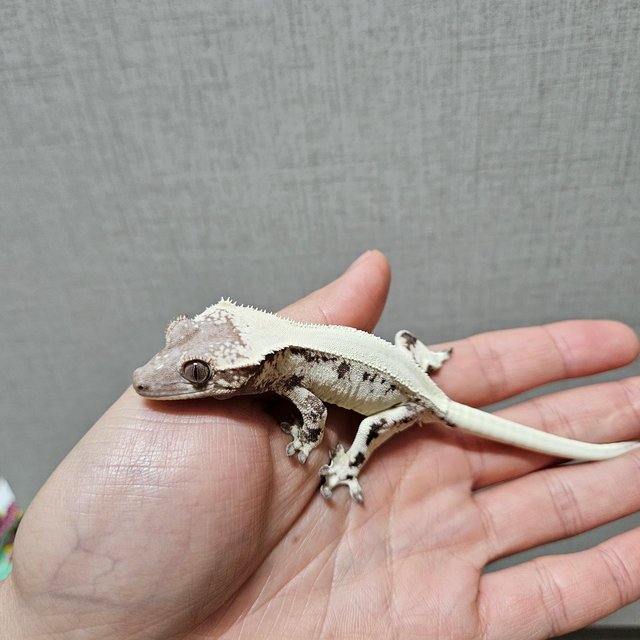 릴리 세이블 풀핀