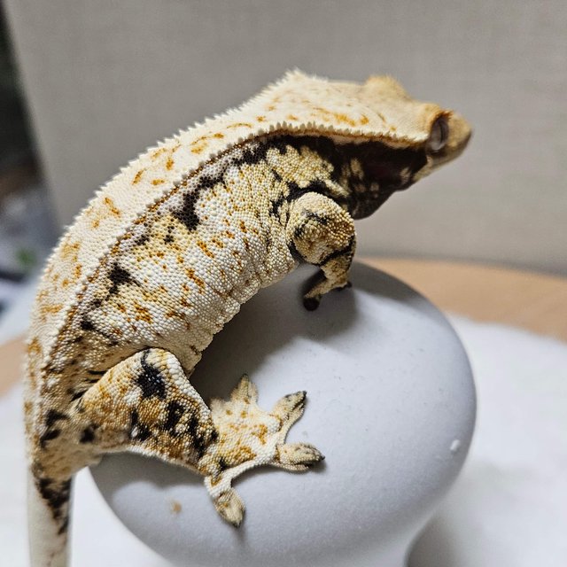 트라이 풀핀 화이트스팟 드리피 익스트림할리퀸