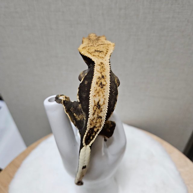 노멀 트라이 풀핀 쿼드