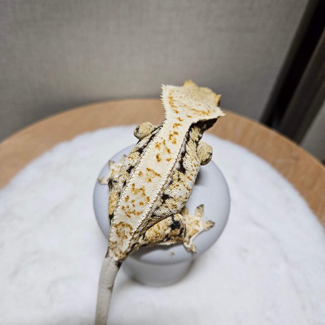 트라이 풀핀 화이트스팟 드리피 익스트림할리퀸