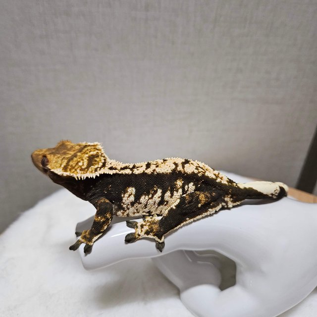 트라이 익스트림할리퀸 블랙