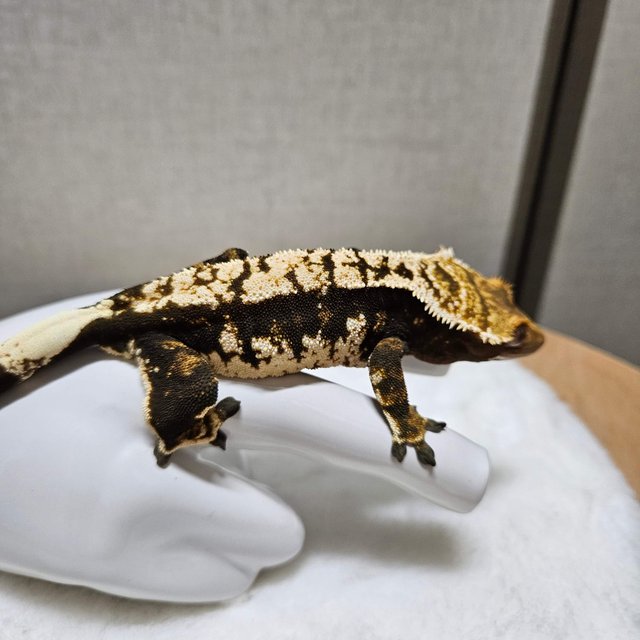 트라이 익스트림할리퀸 블랙