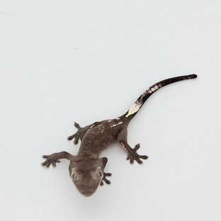 아잔틱