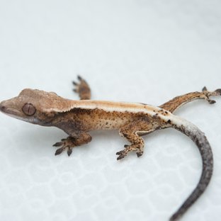 세이블