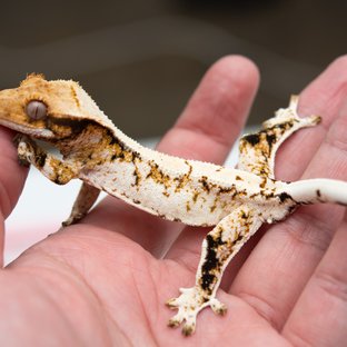 Tri Extreme Harlequin White Spot Drippy