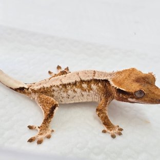 트라이 익스트림할리퀸 화이트스팟 텐저린 화이트크라운 드리피