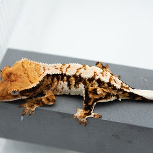 트라이 익스트림할리퀸