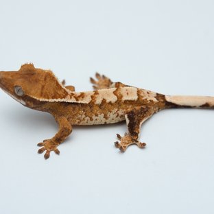 Tri Extreme Harlequin Tangerine