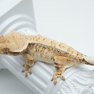 트라이 드리피 익스트림할리퀸 화이트스팟