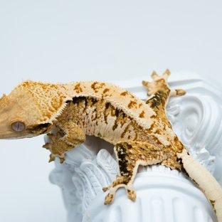 트라이 익스트림할리퀸