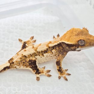 트라이 익스트림할리퀸 화이트스팟 화이트크라운 드리피 텐저린