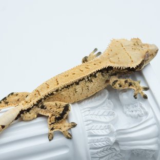 트라이 드리피 익스트림할리퀸 화이트스팟