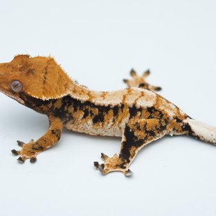 Tri Extreme Harlequin