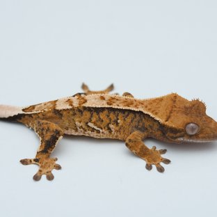 Tri Extreme Harlequin