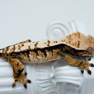 트라이 익스트림할리퀸