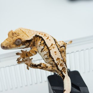 트라이 익스트림할리퀸