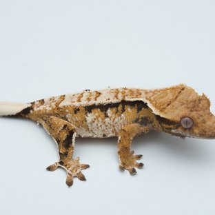 Tri White Spot Extreme Harlequin