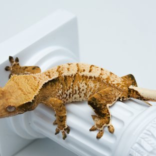 트라이 익스트림할리퀸