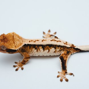 Tri Extreme Harlequin Tangerine