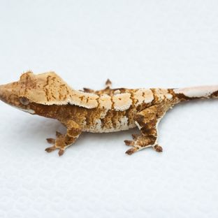 트라이 익스트림할리퀸