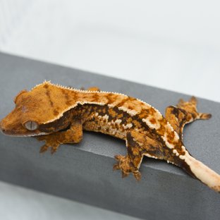 트라이 익스트림할리퀸 텐저린