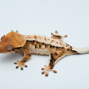 Tri Drippy Extreme Harlequin White Spot