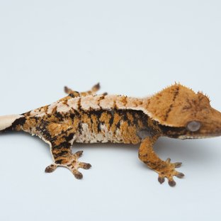 Tri Extreme Harlequin