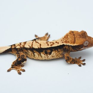 Tri Extreme Harlequin Tangerine