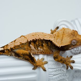 트라이 익스트림할리퀸