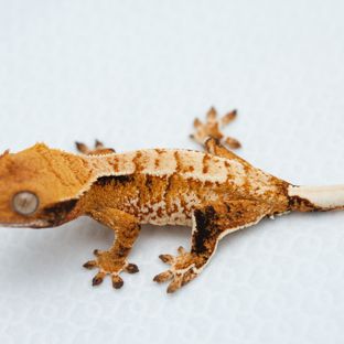 트라이 익스트림할리퀸 텐저린 바브