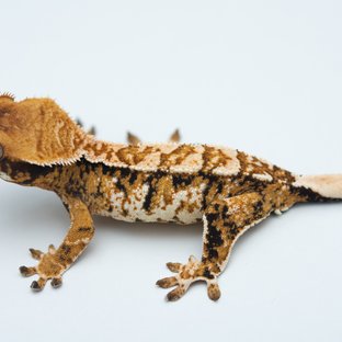 Tri Extreme Harlequin Tangerine White Spot