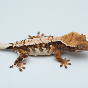 Tri Extreme Harlequin Tangerine