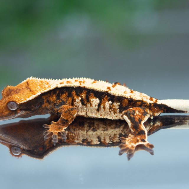 트라이 익스트림할리퀸 텐저린