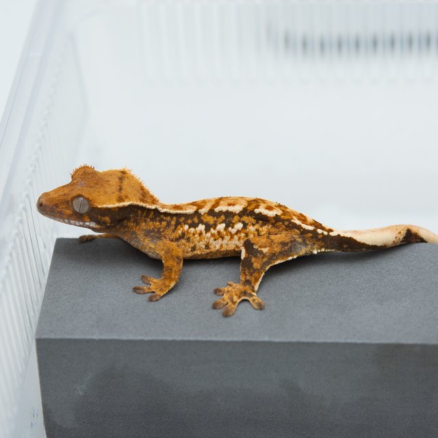 트라이 익스트림할리퀸 텐저린