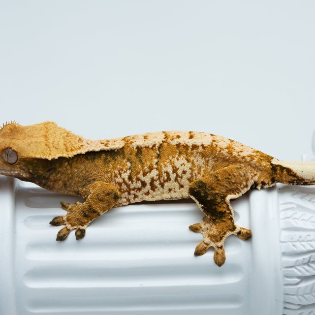 트라이 익스트림할리퀸