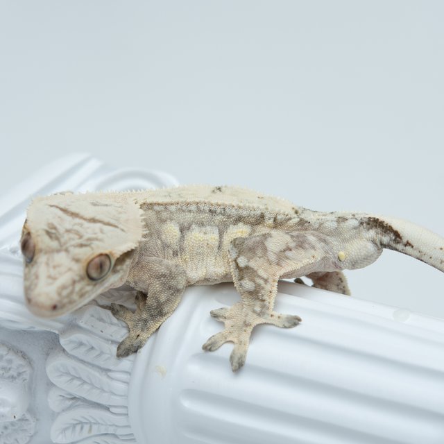 드리피 화이트스팟 크림시클 쿼드